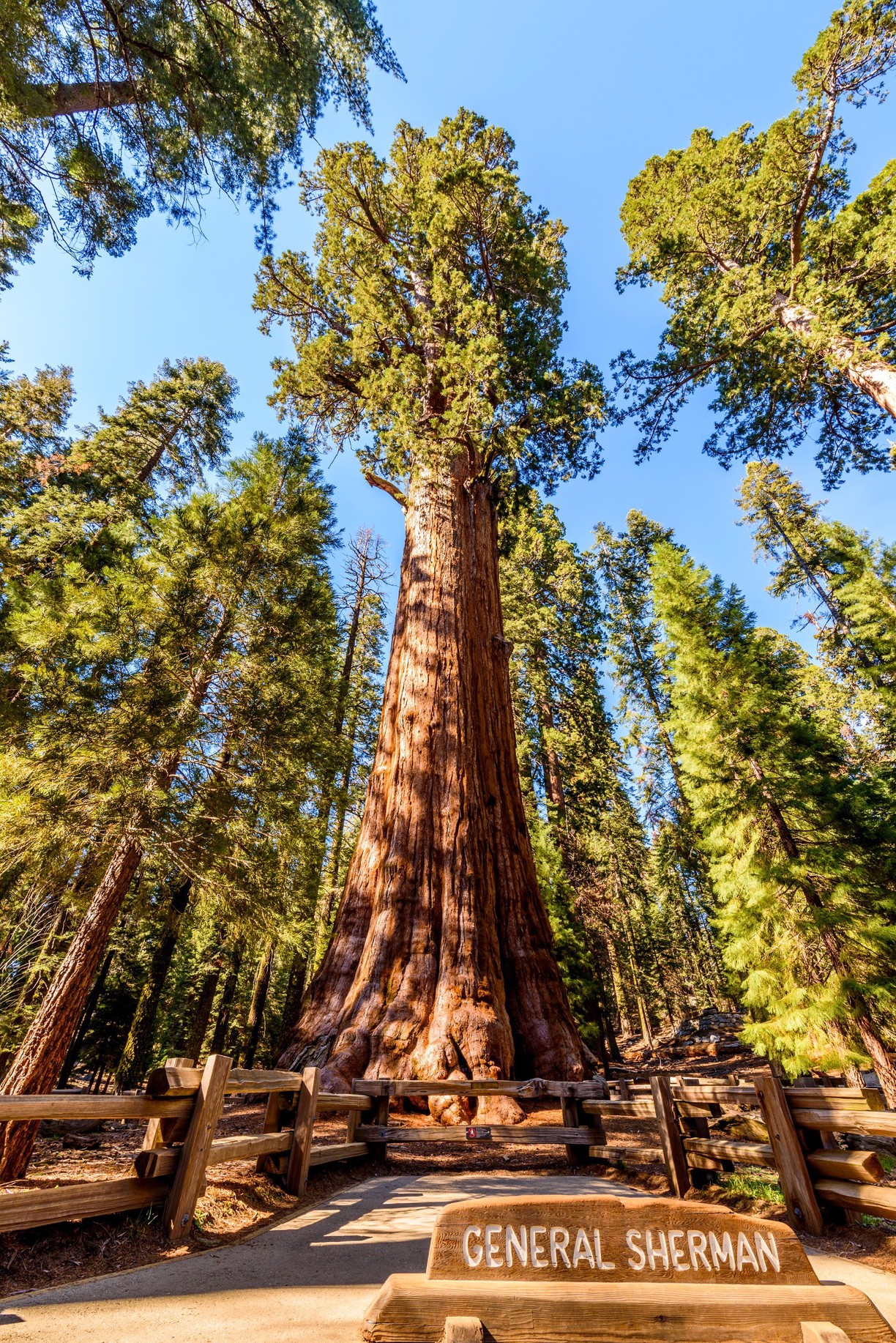 The General Sherman Tree by Gerrit Ebert